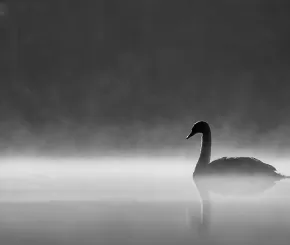 swan-web.jpg