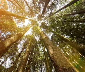 trees.gif