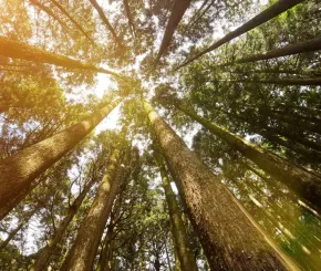 trees.jpg
