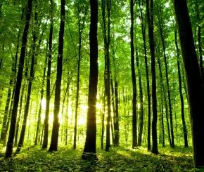 trees_shutterstock_111537713.jpg
