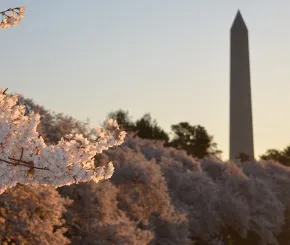 us-blossom-blog.jpg