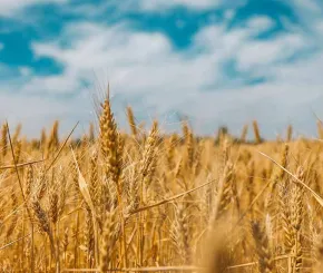 wheat-1200x628-new.jpg