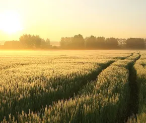 wheat-field-1200x628.jpg