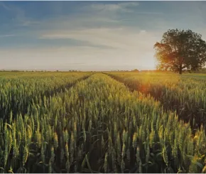 wheat.jpg