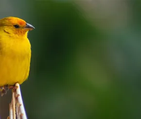 yellow-bird-blog.jpg