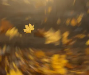 Wind and Leaves