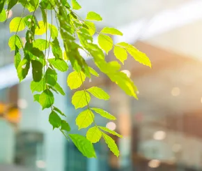 Leaves