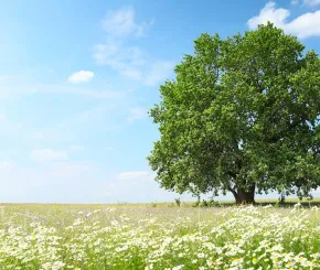 Field with tree