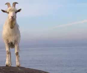 goat-1200x-628.jpg