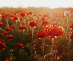 Poppy field