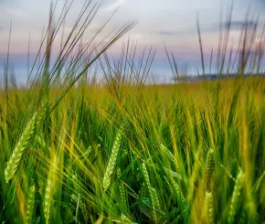 Looking through a crop of wheat