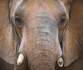 elephant_1200x628.jpg