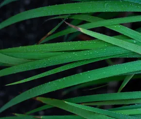 Green leaves