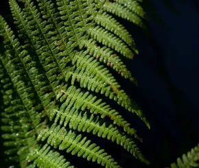 Green leaves