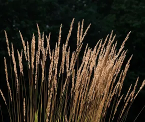 Wheat 