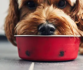 dog with face in bowl
