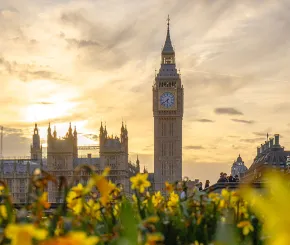 Big Ben in background with spring time daffodils in focus in the foreground