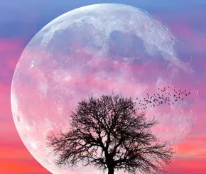 dead-tree_1200x600.jpg