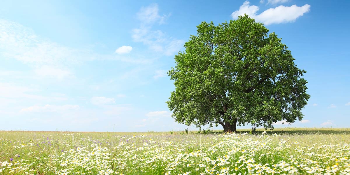 Field with tree