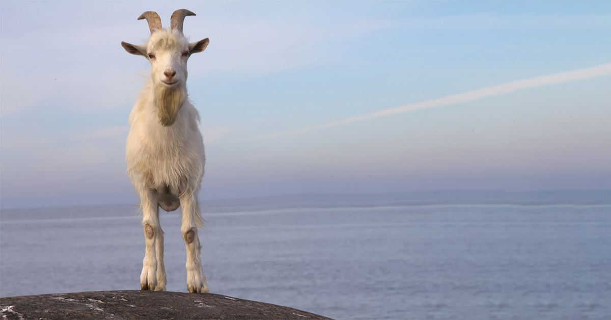 goat-1200x-628.jpg