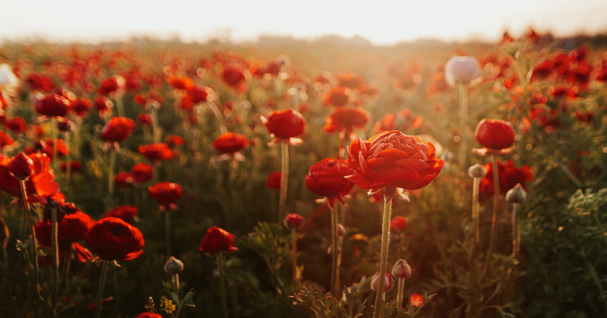 Poppy field