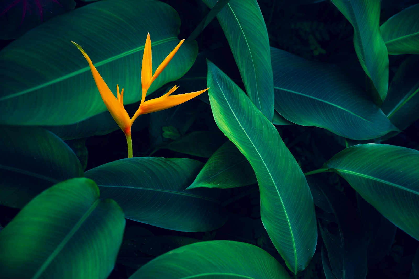 The orange flower of a Bird of Paradise plant grows up through green leaves