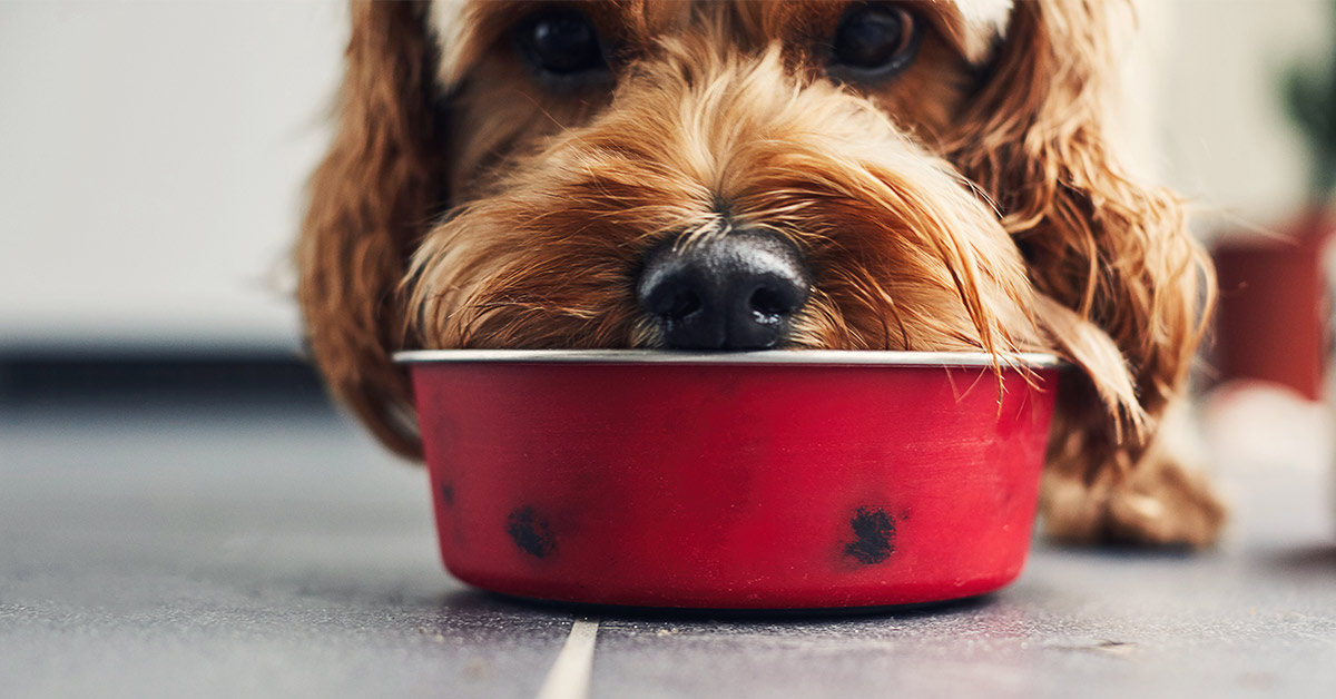 dog with face in bowl