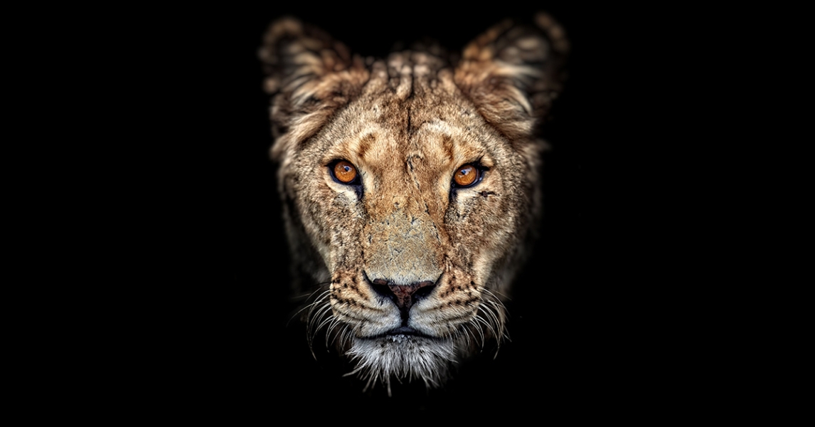 lioness-1200x628.jpg