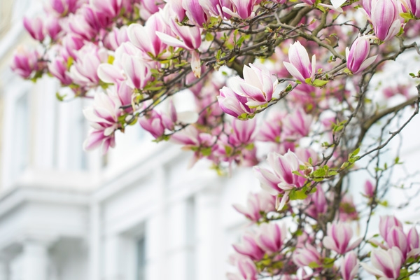 Blossoms