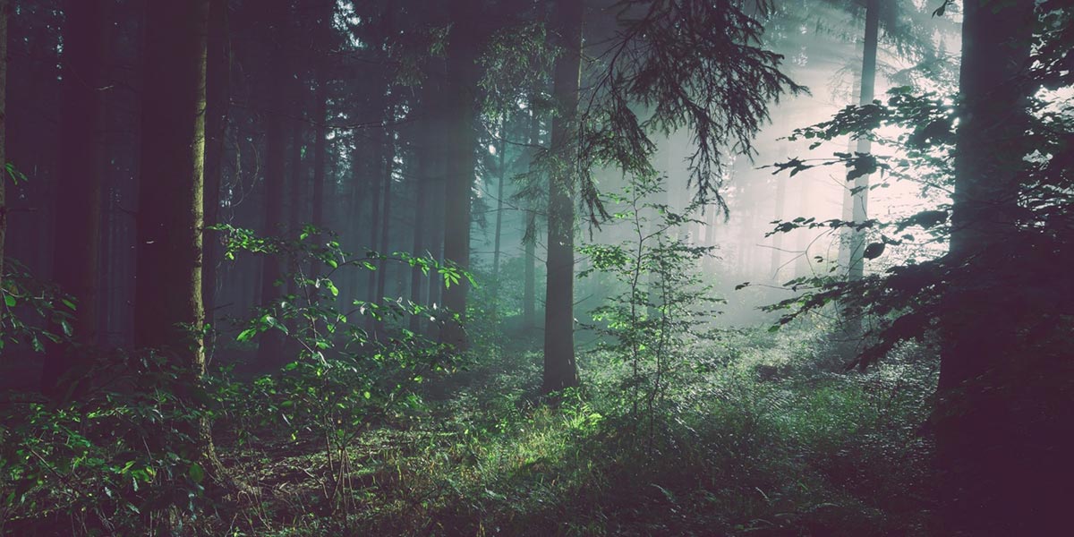 eds-green-trees.jpg
