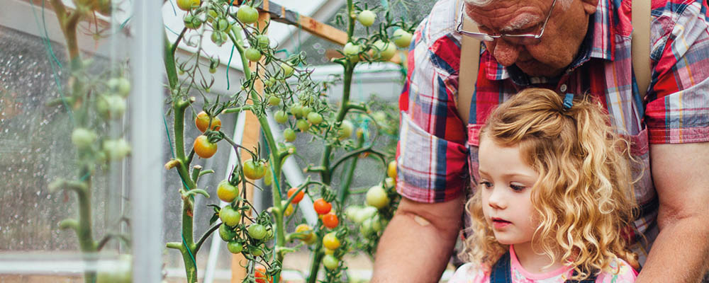 Financial planning: estate of the nation - Rathbone Investment Management Grandfather picking tomatoes with granddaughter - Rathbone Investment Management