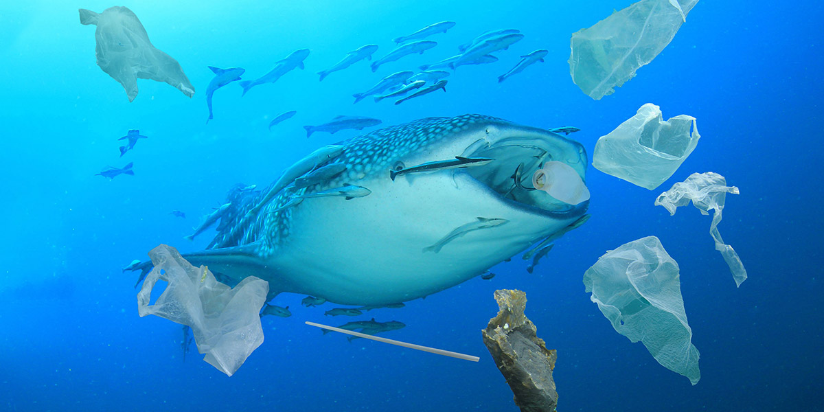 Sea life swimming through plastic rubbish in ocean
