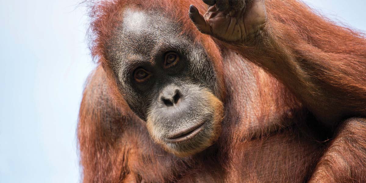 rewilding_the_world_tiffany_lang_durrell_zoo.jpg