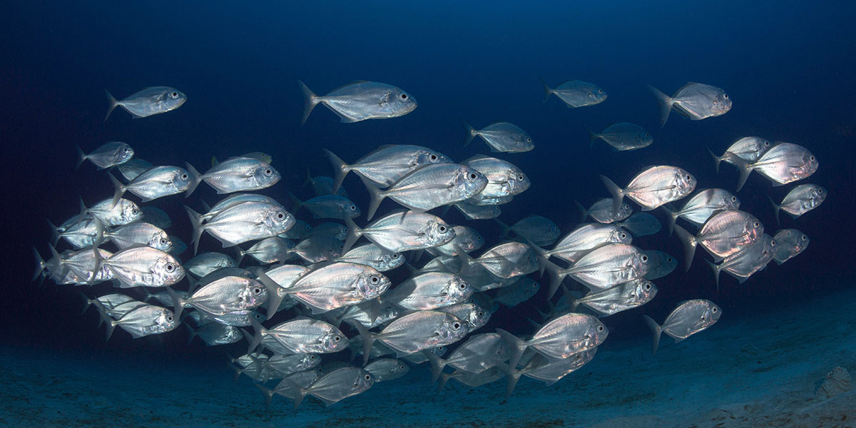 fish-blog.jpg