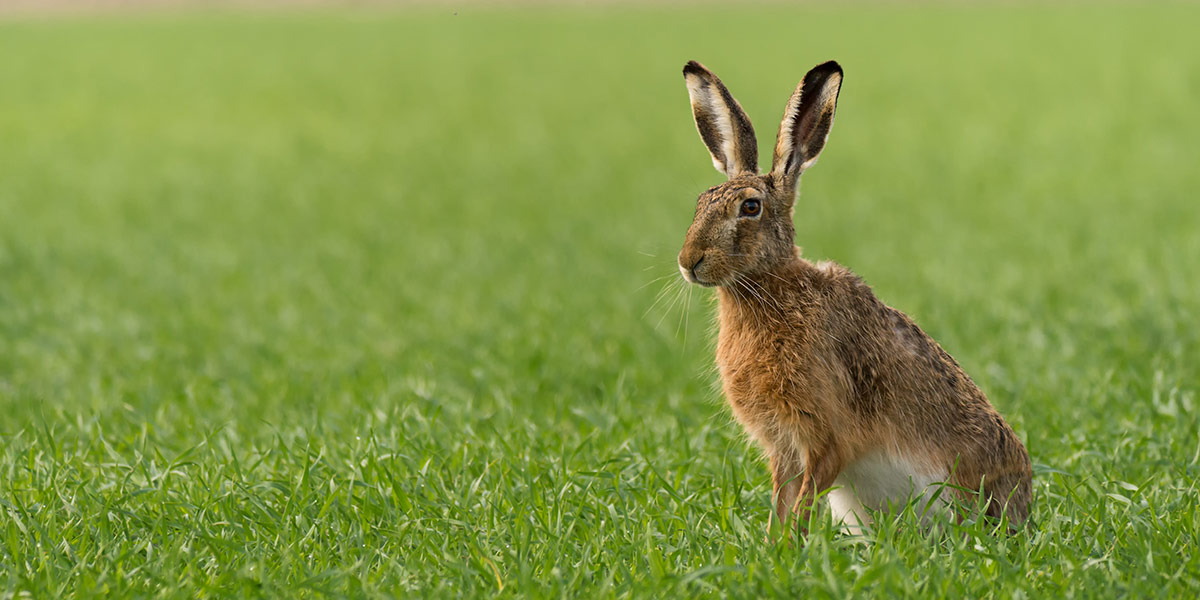 hare-1200x600_blog.jpg