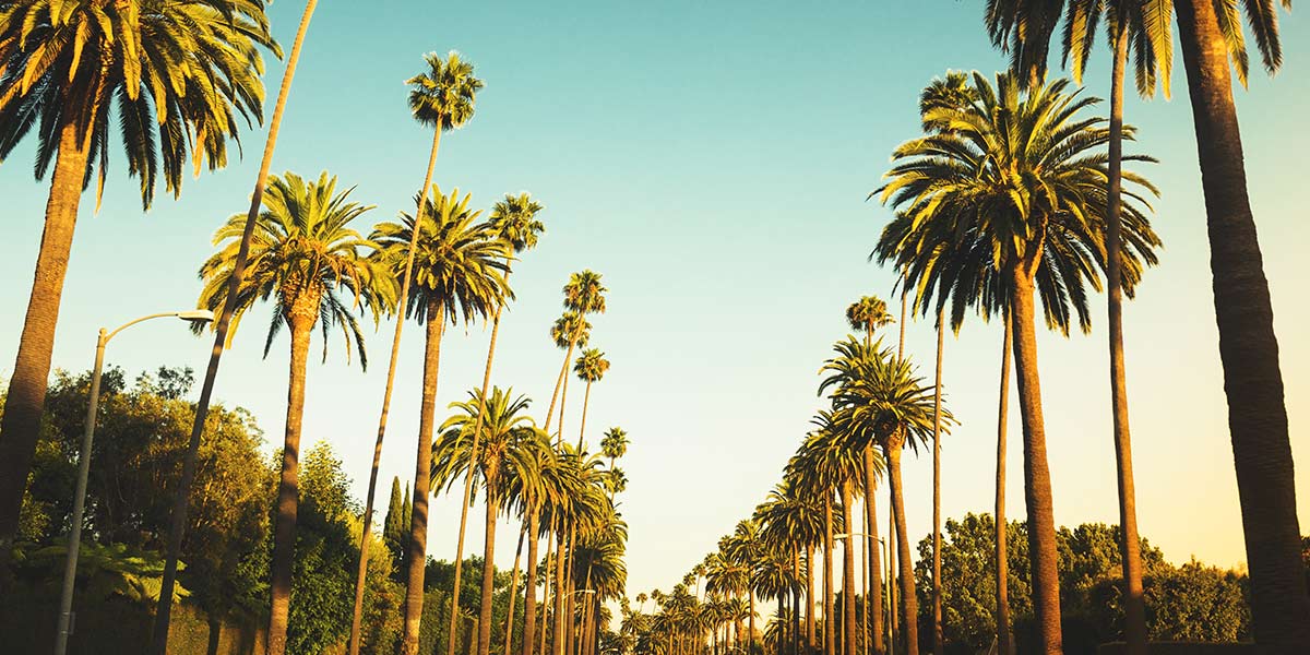 palm-trees-blog.jpg