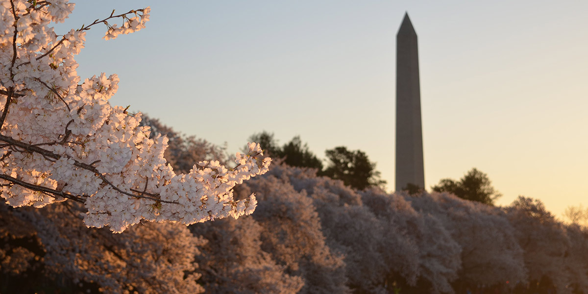 Spring blooms with Washington Monument obelisk in the background