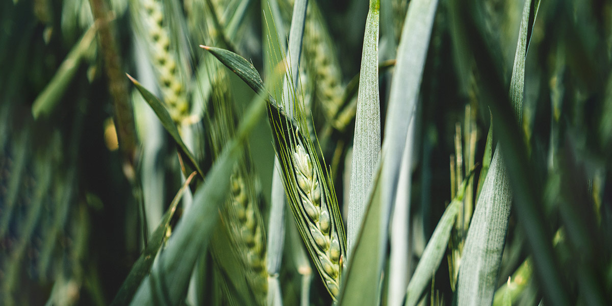 wheat-web.jpg
