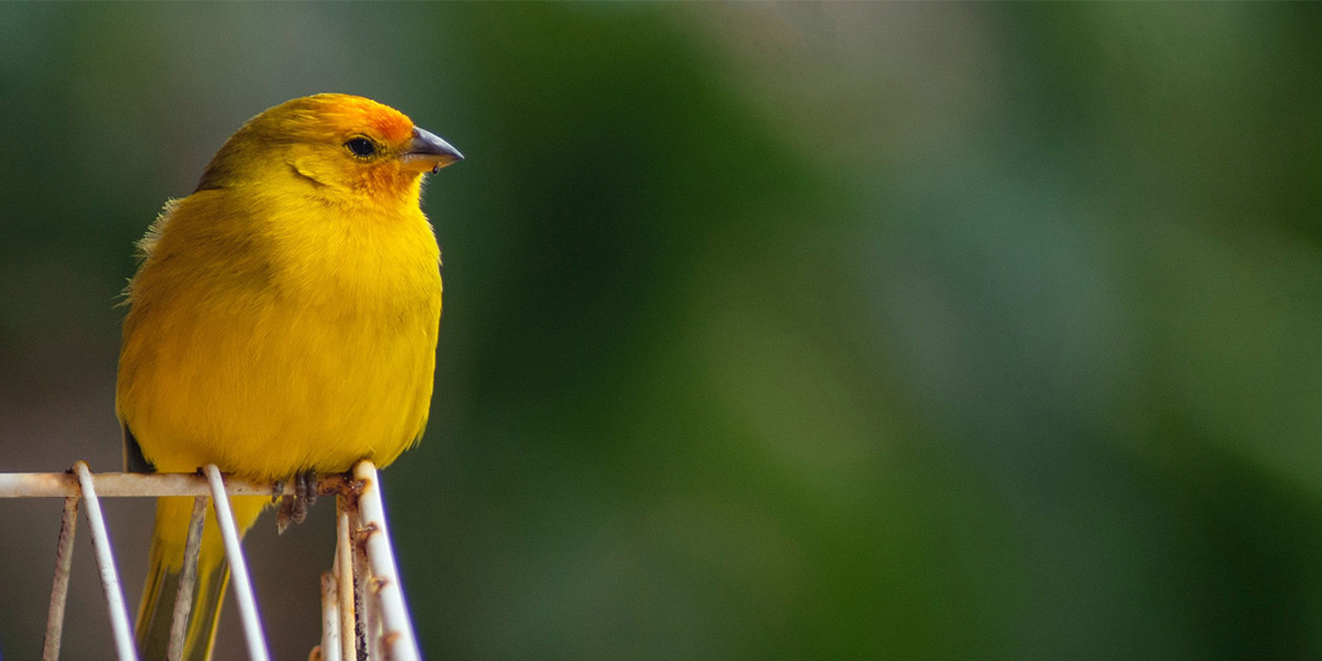 yellow-bird-blog.jpg