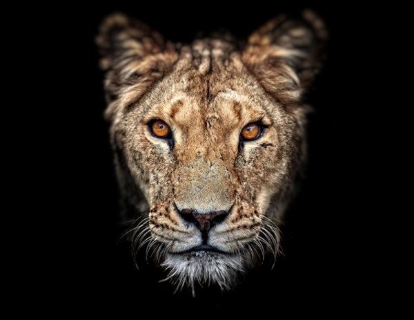 lioness-1200x628.jpg