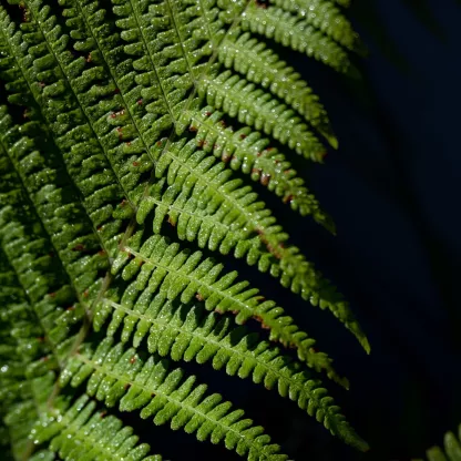 Green leaves