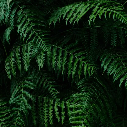 Dark green fern foliage