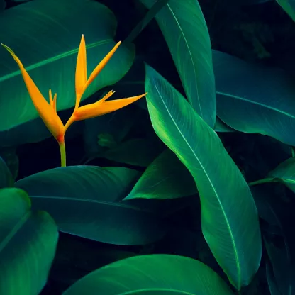 Tropical leaves with colourful orange flower