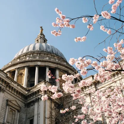 St Paul's in London with a tree in blossom springtime